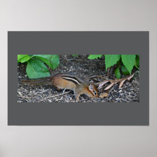 Chipmunk Photo Poster