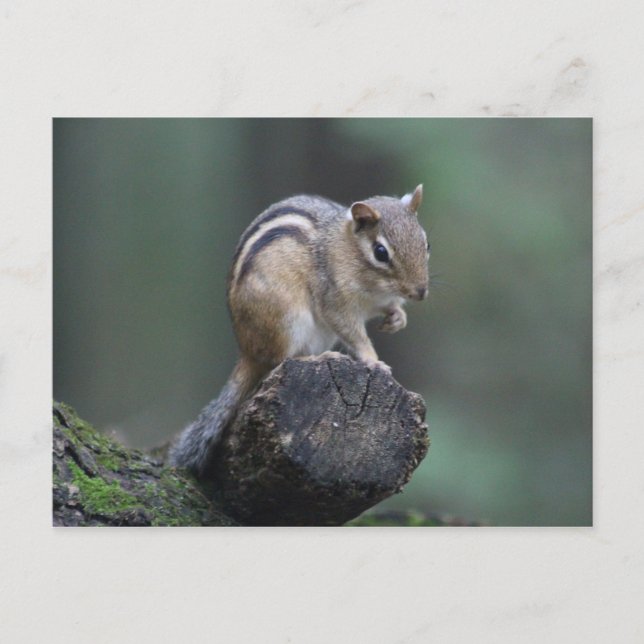 Chipmunk postcard (Front)