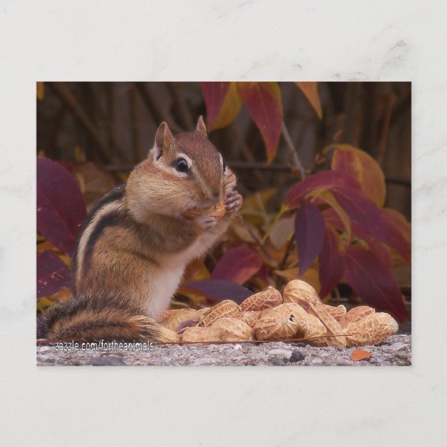 Chipmunk Postcard (Front)