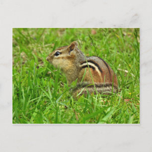 Chipmunk Postcard