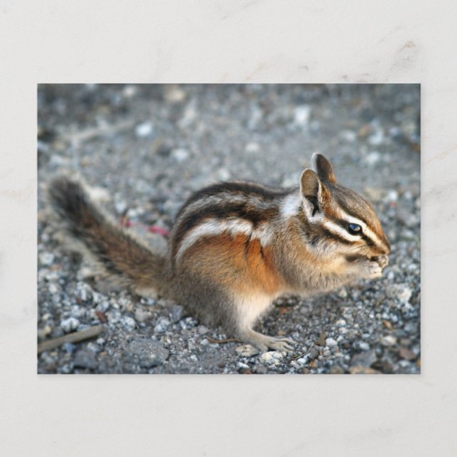 Chipmunk Postcard (Front)