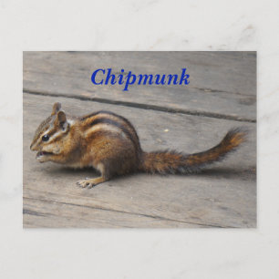 Chipmunk Postcard