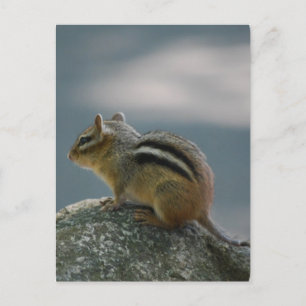 Chipmunk Postcard