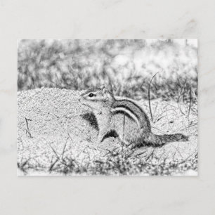 Chipmunk Sketch Postcard