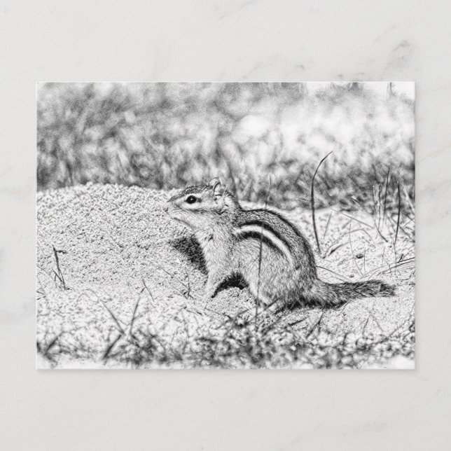 Chipmunk Sketch Postcard (Front)