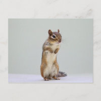 Chipmunk Standing Up Photo