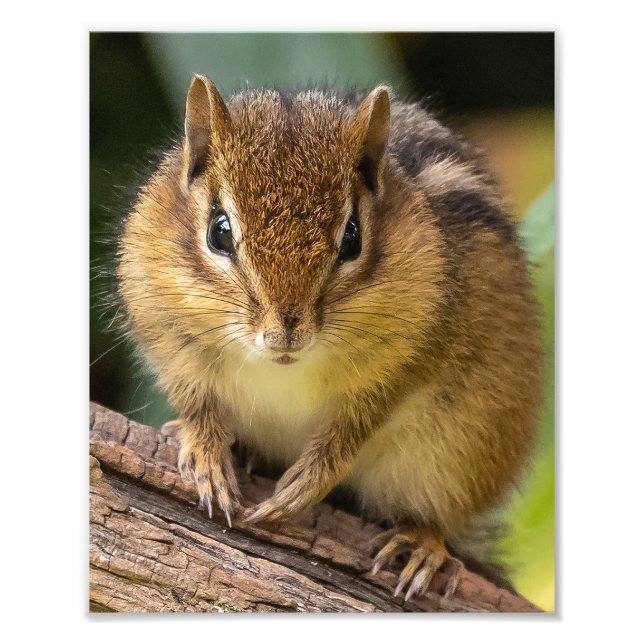 Chipmunk Stare Photo Print (Front)
