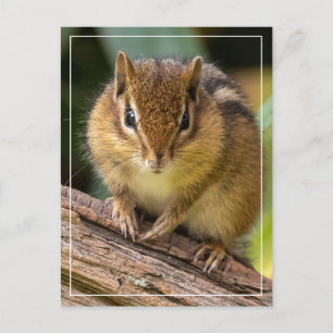 Chipmunk Stare Postcard