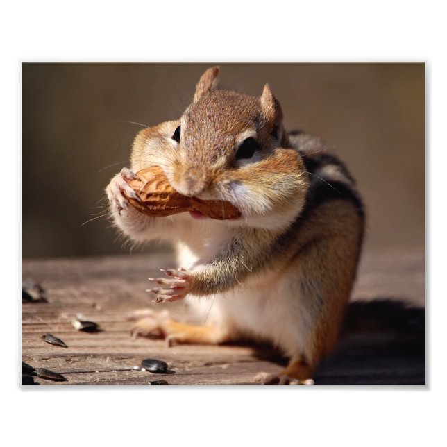Chipmunk Stuffing His Face Photo Print (Front)