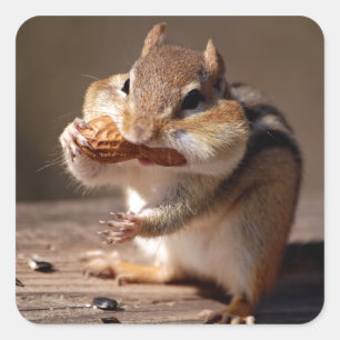 Chipmunk Stuffing His Face Square Sticker