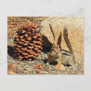 Chipmunk, wildlife, wild animals, postcard