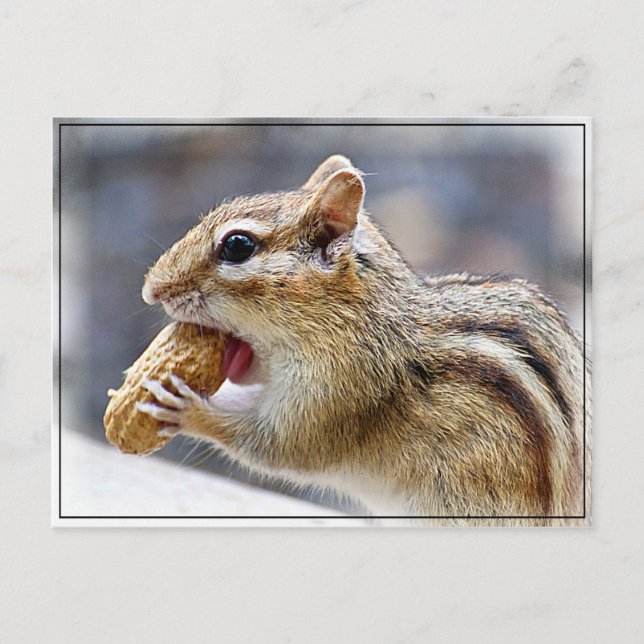 Chipmunk with a peanut postcard (Front)