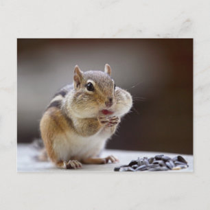 Chipmunk with Cheeks Full Photo Postcard