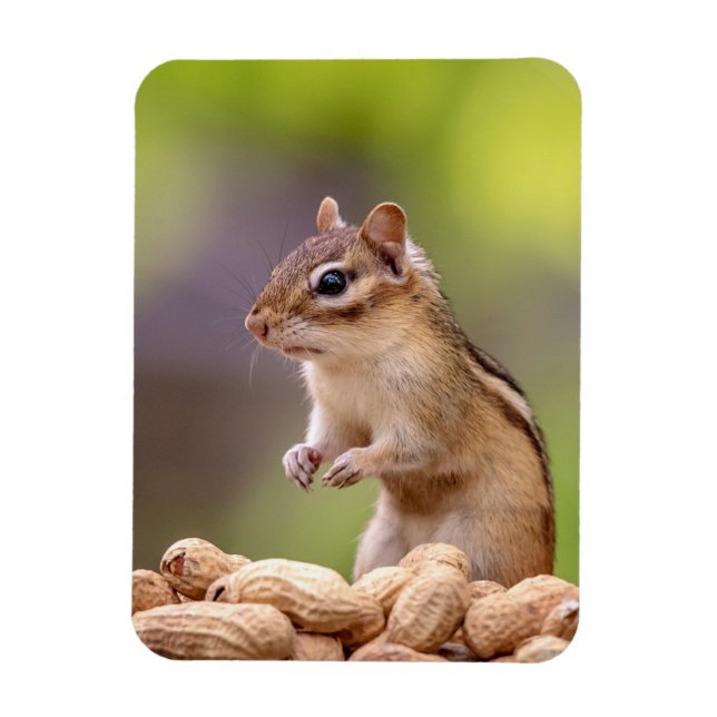 Chipmunk with peanuts magnet (Vertical)