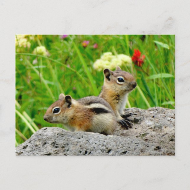 Chipmunks and wildflowers postcard (Front)