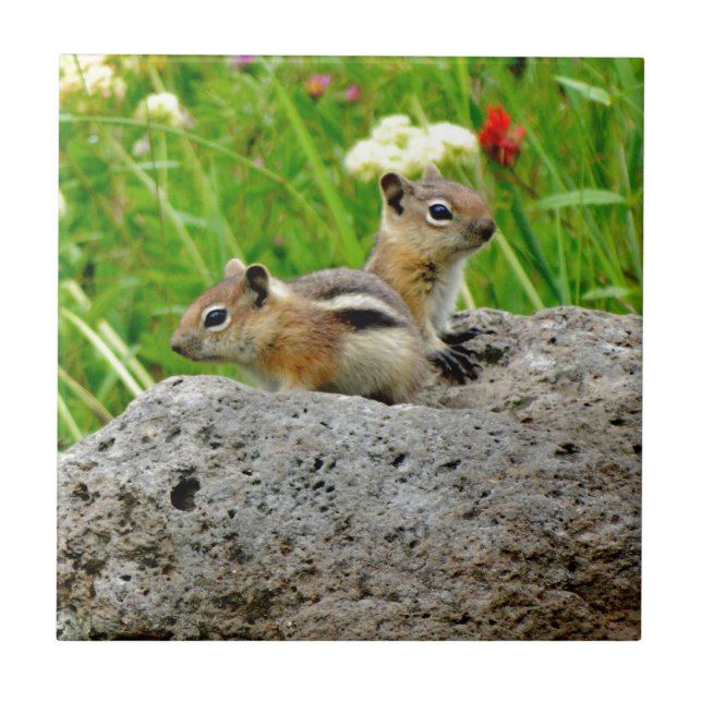 Chipmunks and wildflowers tile (Front)