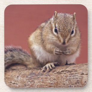 Chippie Set of 6 Coasters