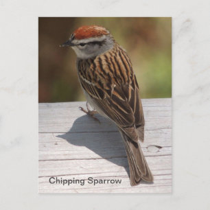 Chipping Sparrow (A) Postcard