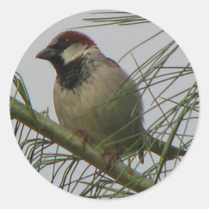Chipping Sparrow Classic Round Sticker