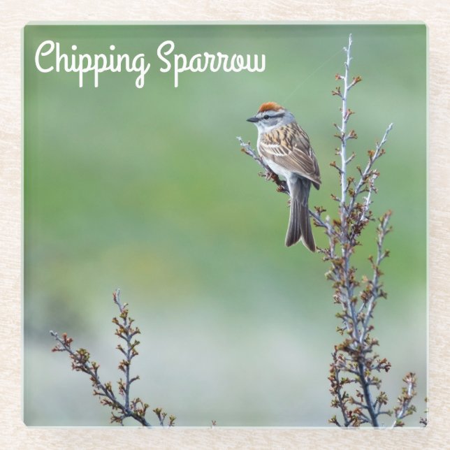 Chipping Sparrow Glass Coaster (Front)