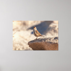 Chipping Sparrow on the Rock Canvas Print