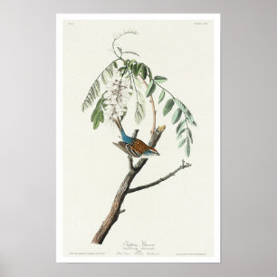 Chipping Sparrow par Audubon Poster