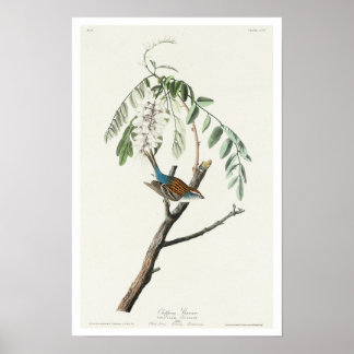 Chipping Sparrow par Audubon Poster