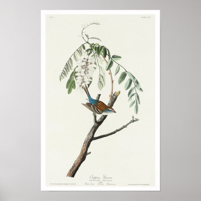 Chipping Sparrow par Audubon Poster (Devant)