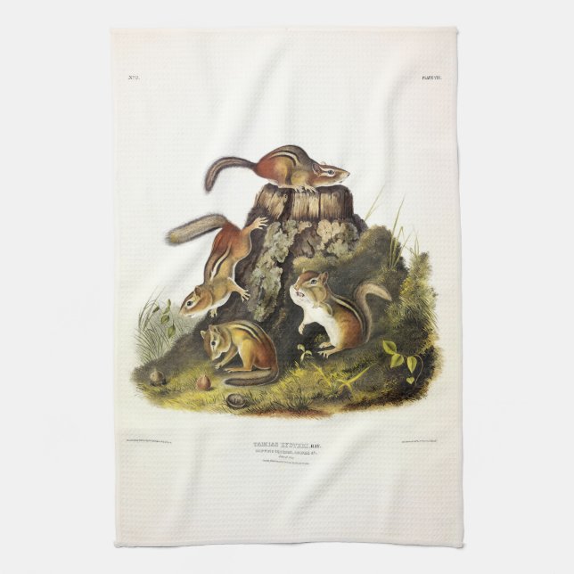 Chipping Squirrel ( Eastern Chipmunk ) by Audubon Kitchen Towel (Vertical)
