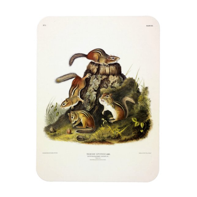 Chipping Squirrel ( Eastern Chipmunk ) by Audubon Magnet (Vertical)