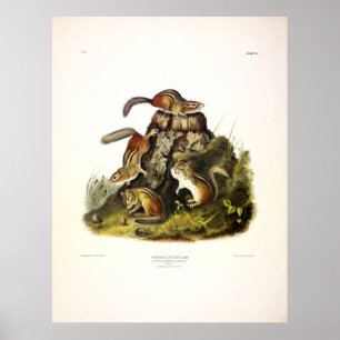 Chipping Squirrel ( Eastern Chipmunk ) by Audubon Poster