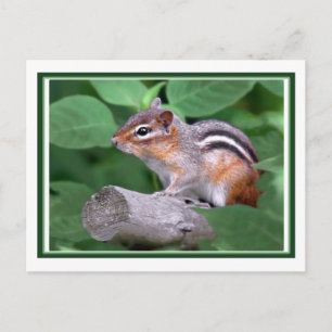 Chippy Postcard