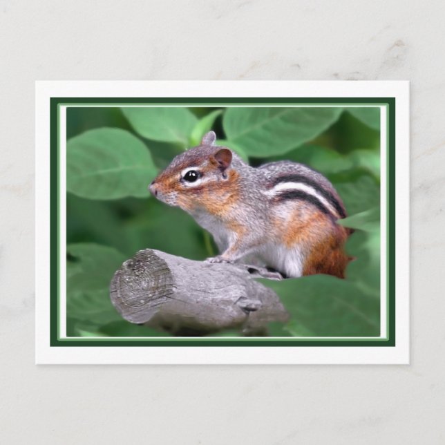 Chippy Postcard (Front)