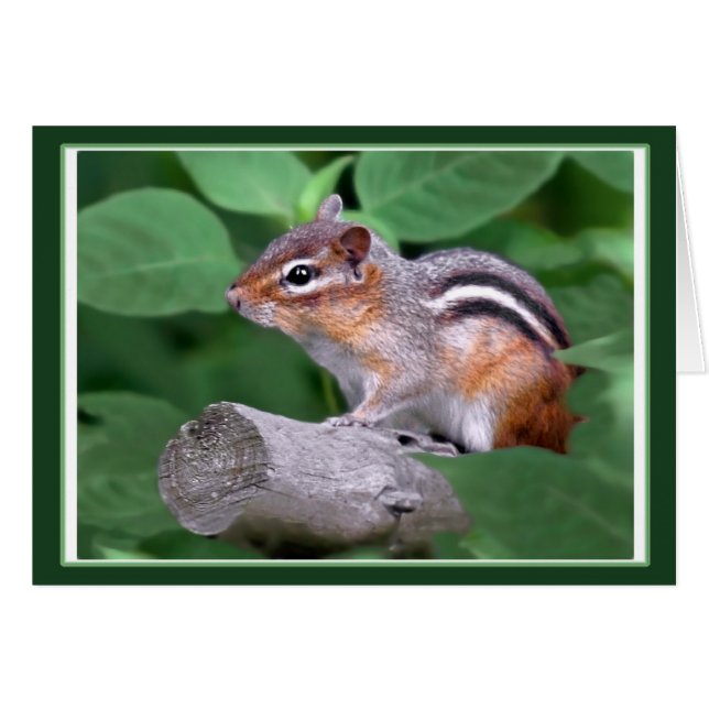 Chippy The Chipmunk (Front Horizontal)