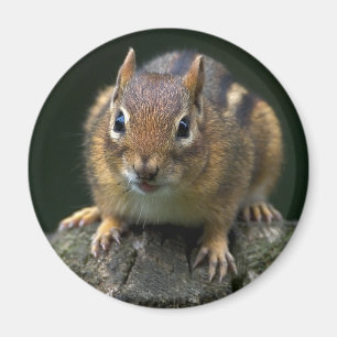 Chippy The Chipmunk Magnet