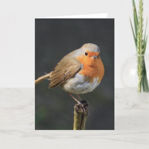 Chirpy Robin Card