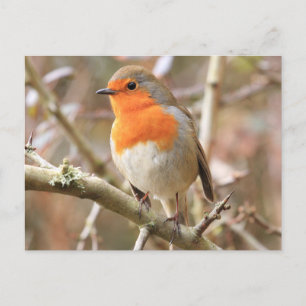 Chirpy Robin Postcard