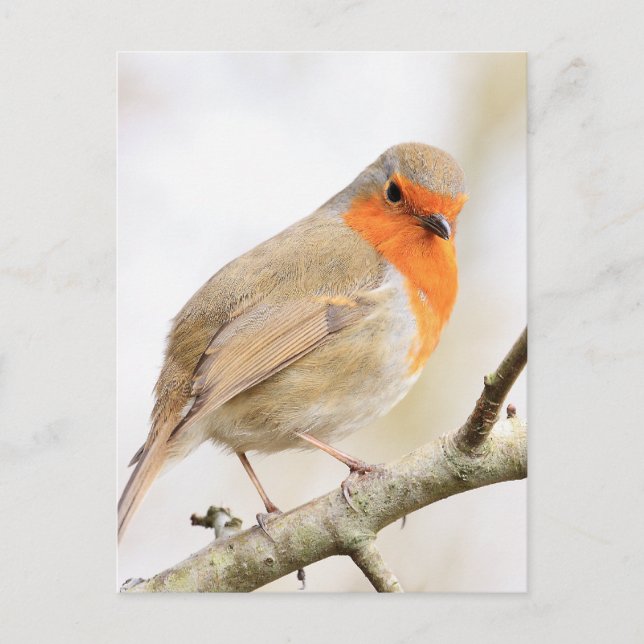 Chirpy Robin Postcard (Front)