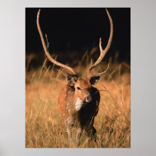 Chital Natural Habitat Bandhavgar National Park Poster