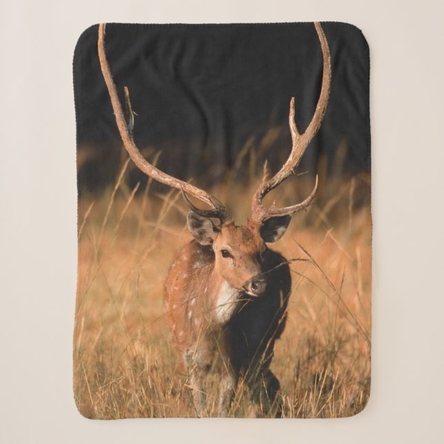 Chital Natural Habitat | Bandhavgar National Park Sherpa Blanket (Front)