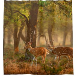 Chital or cheetal, Axis axis, spotted deers or axi