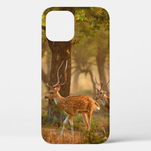 Chital or cheetal, Axis axis, spotted deers or axi iPhone 12 Case