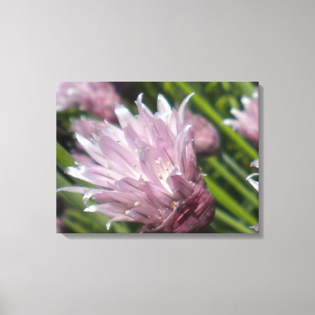 Chive Blossom Canvas Print (Front)