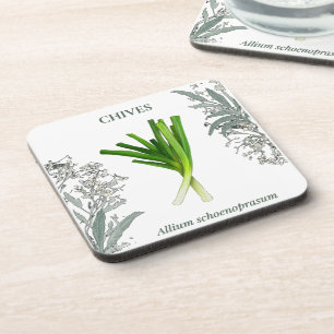 Chives - Allium schoenoprasum Coaster