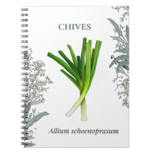 Chives — Allium schoenoprasum Notebook