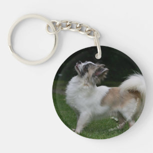 Chiwawa aux cheveux longs regardant