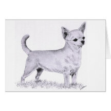 Chiwawa de Smoothcoat - se tenant