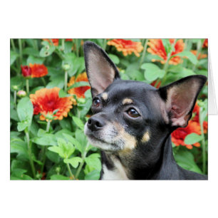Chiwawa - Isabella - photo 41