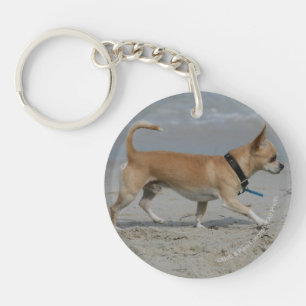 Chiwawa sur la plage