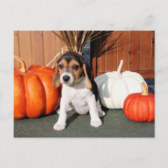 Chloe - Beagle Photo-1 Postcard (Front)